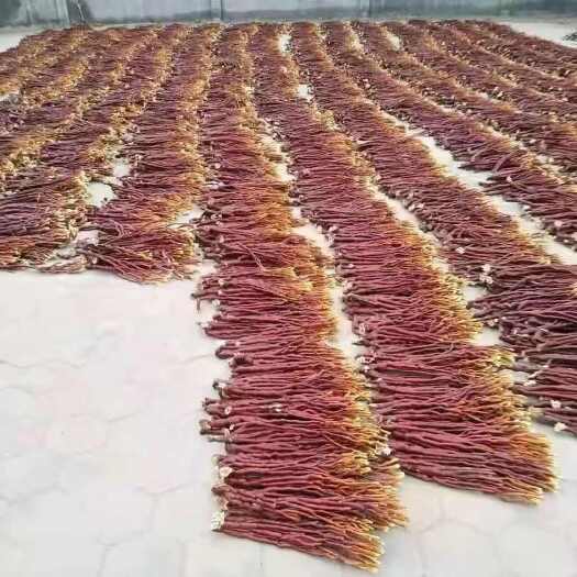 昆明鹿角灵芝鹿灵参鹿角灵芝鹿角灵芝大货批发