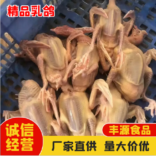 济南乳鸽批发 厂家直发 质量新鲜 量大从优 欢迎来电咨询