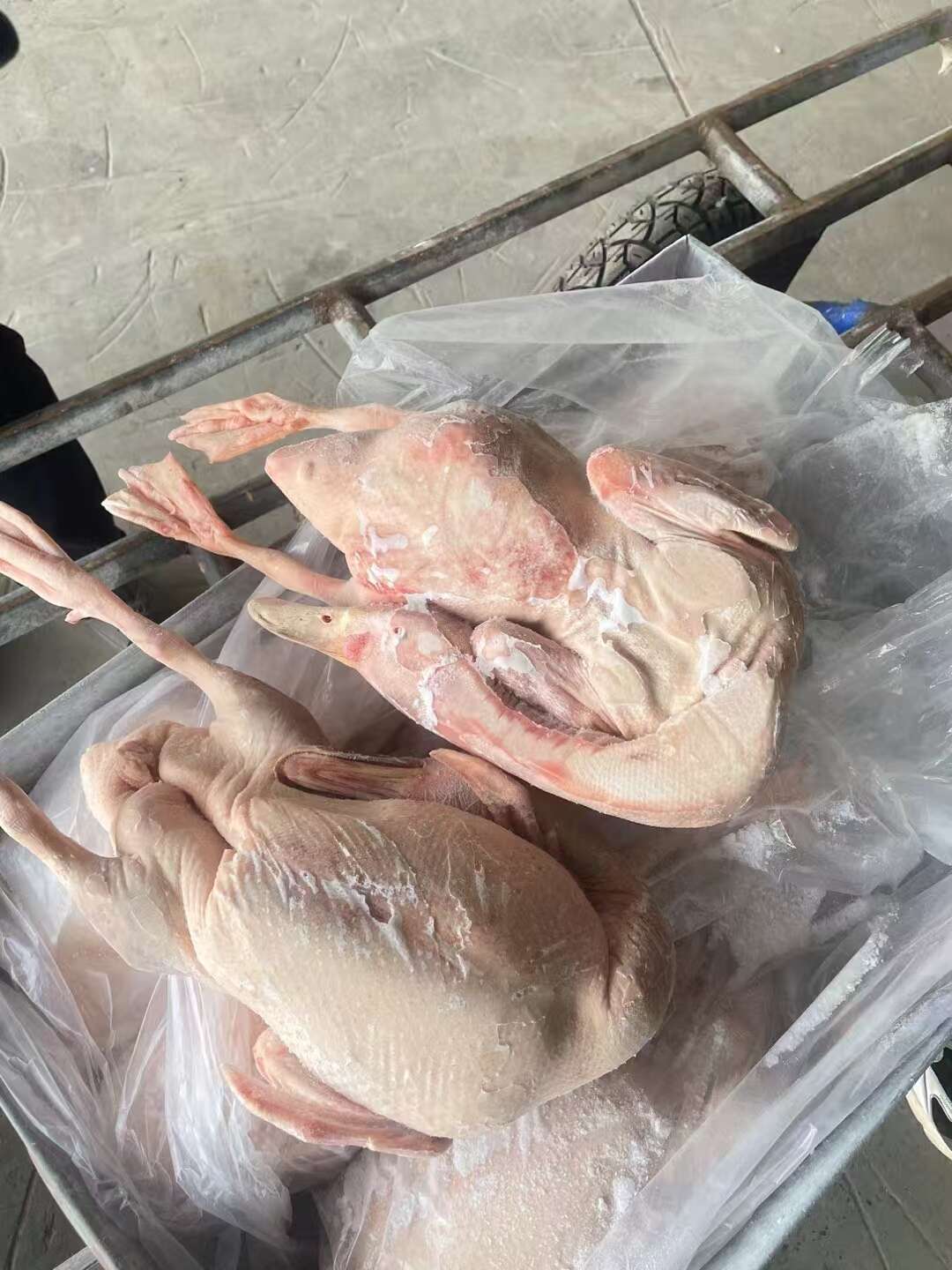 批发老鸭 精品老鸭 厂家直发  量大从优 欢迎来电咨询
