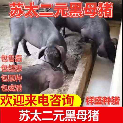 灌云县苏太二元黑母猪生猪猪苗批发黑猪做种批发肉用批发
