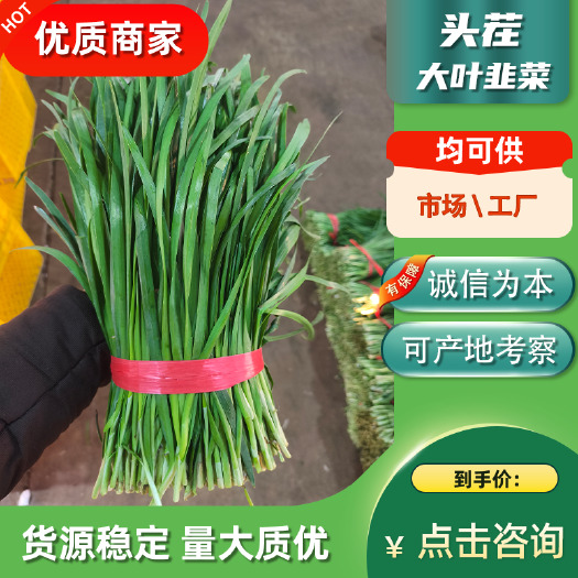 徐闻县广东徐闻精品大叶韭菜二刀韭菜三刀韭菜一刀韭菜
