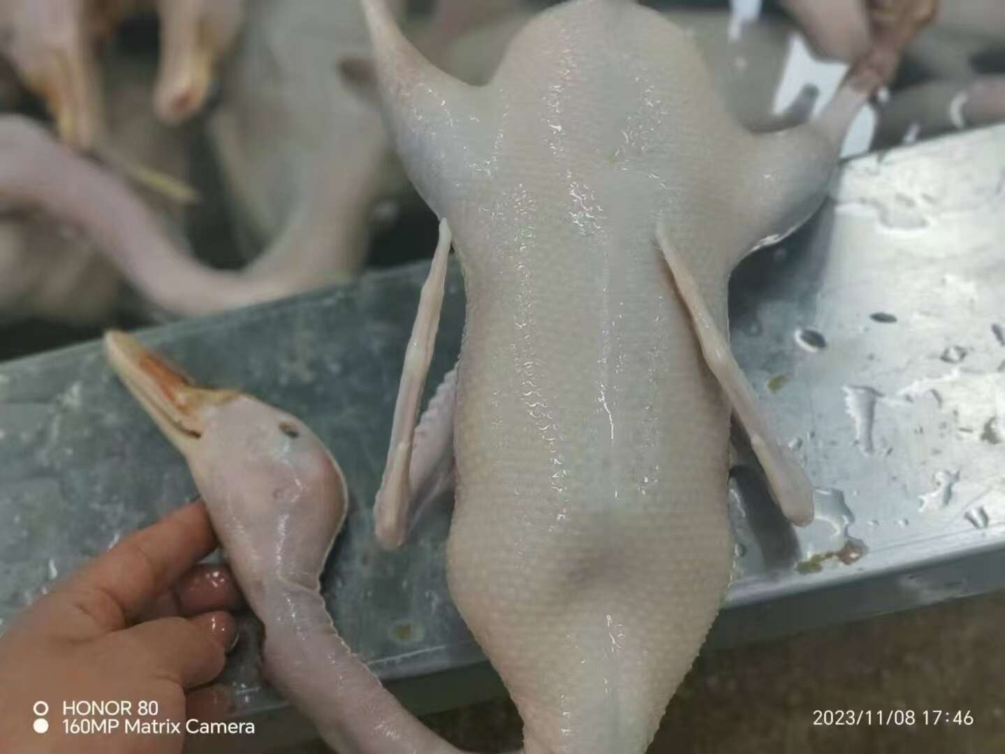 批发老鸭 精品老鸭 厂家直发  量大从优 欢迎来电咨询
