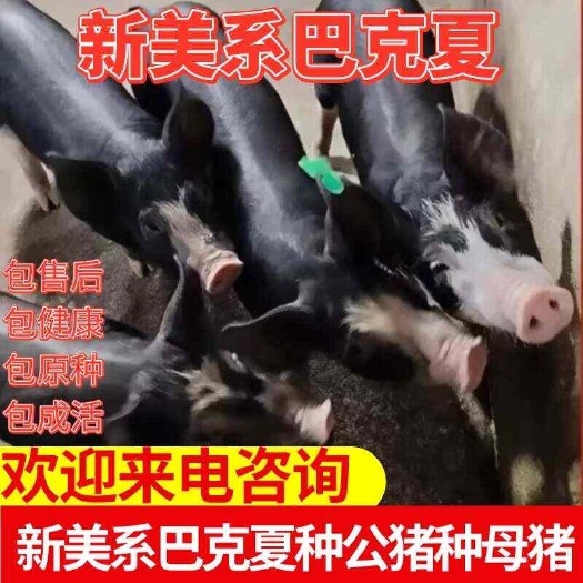 灌云县新美系巴克夏种公猪种母猪猪中贵族雪花肉巴克夏批发