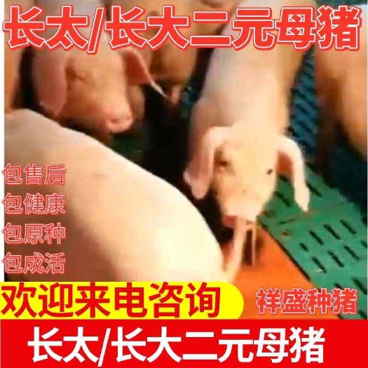 灌云县长太二元母猪长大二元母猪做种猪苗批发母猪公猪批发