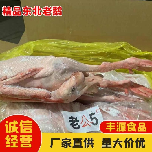精品东北大鹅批发 量大从优 欢迎来电咨询