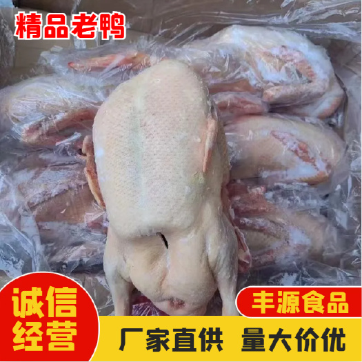 批发老鸭 精品老鸭 厂家直发  量大从优 欢迎来电咨询