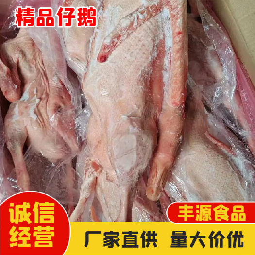 济南山东精品肉鹅 仔鹅批发零售 量大从优