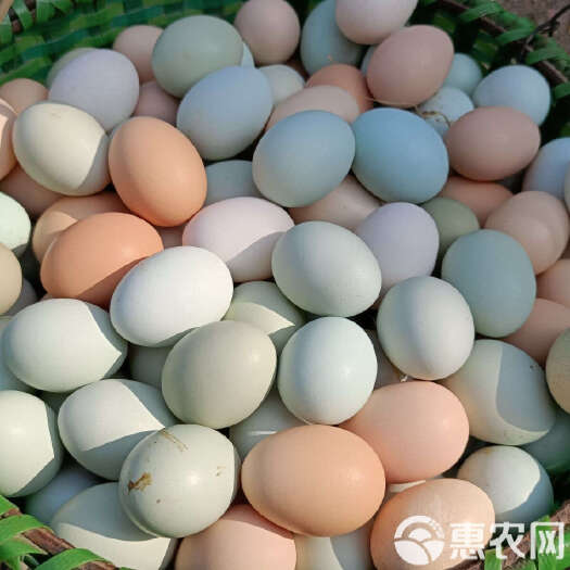 南昌江西农家正宗新鲜散养玉米谷物蛋土鸡蛋/绿壳蛋/初生蛋