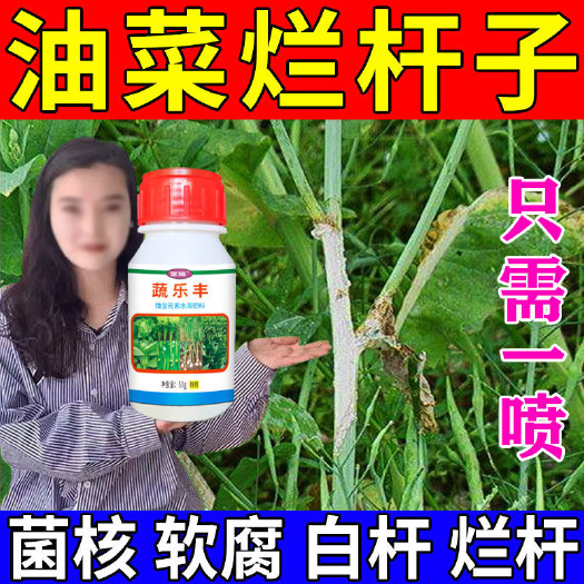 栾川县油菜专用药油菜白杆烂杆菌核病霜霉病根肿病白粉灰霉病油菜叶面肥