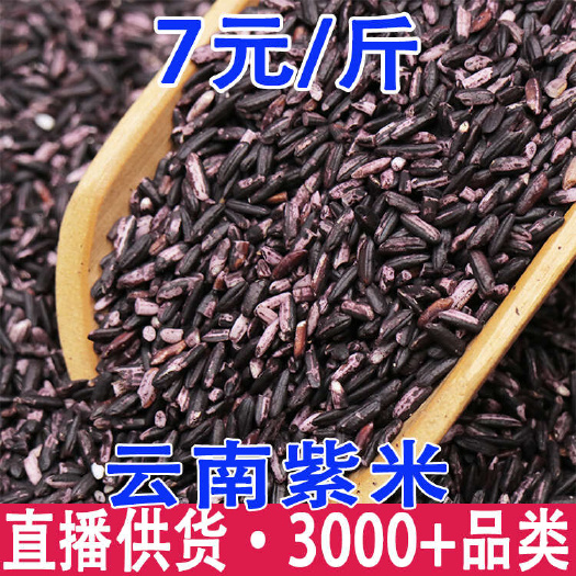 紫米 云南紫米 紫糯米 黑米 自己工厂 大货批发