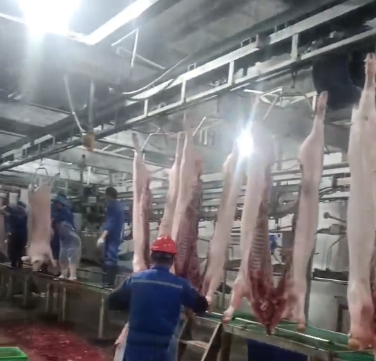 新鲜整头鲜猪肉  散装食用农产品