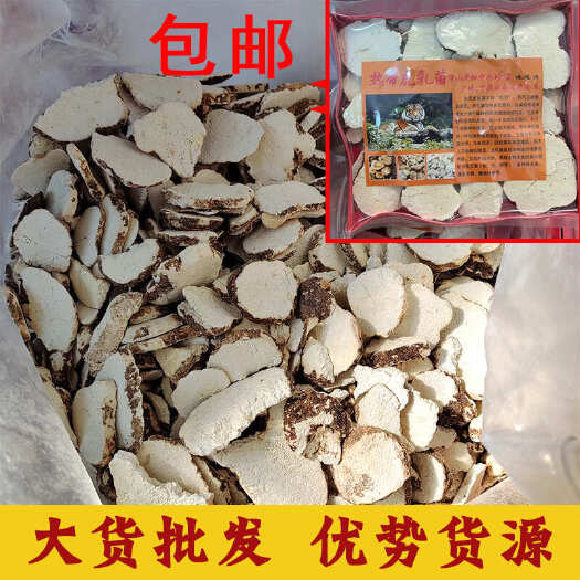 昆明虎奶菌虎乳菌儿童老虎奶菌片虎乳灵芝乳菇搭配汤料煲汤500g