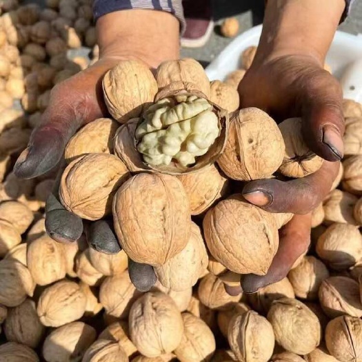 核桃薄皮核桃大理薄皮核桃产地货源