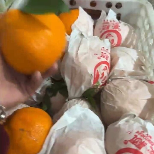 蒲江县四川蒲江春见耙耙柑高次