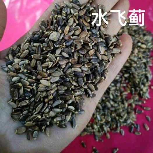 昆明水飞蓟水飞蓟水飞蓟水飞蓟水飞蓟水飞蓟