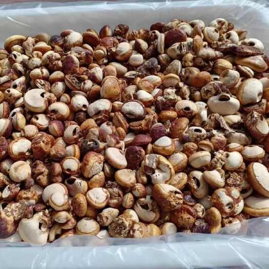昆明须元果隐孔菌耶野生香豆无根须阳果货源地