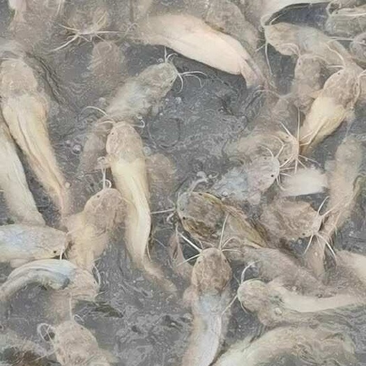 广州塘鲺贵妃一号，广州发货，有兴趣私聊大概三万斤量，5两重左右