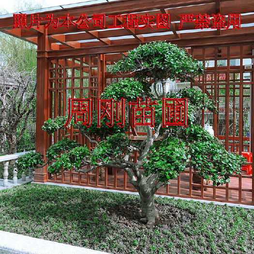 苏州造型无刺枸骨 造型鸿运果苗圃 精品造型枸骨 鸿运果树培育基地