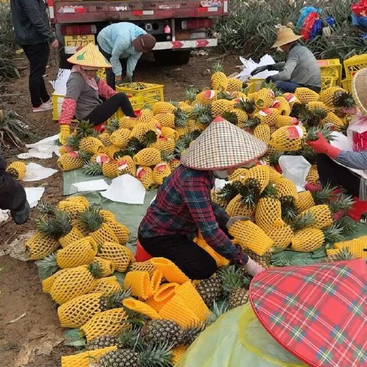 乐东县凤梨金钻十七，自然熟，优质产品供应。