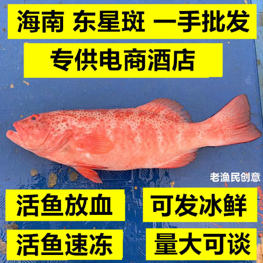 琼海市海南东星斑鱼红石班鱼新鲜活冻冰鲜深海鱼龙胆中华盛宴