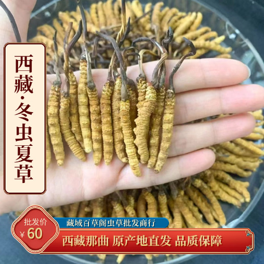 冬虫夏草 藏区手工严选直发 高海拔虫草 礼盒装安全保障