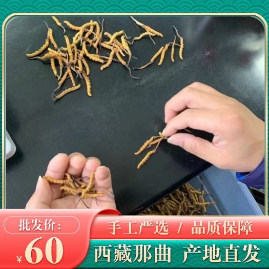 冬虫夏草 手工严选 全国包邮  西藏那曲 产地直发