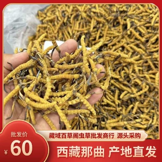 西藏冬虫夏草 那曲市比如县 产地直发 品质保障