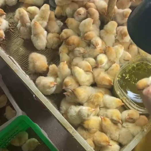 广州农科院三黄1.5鸡苗