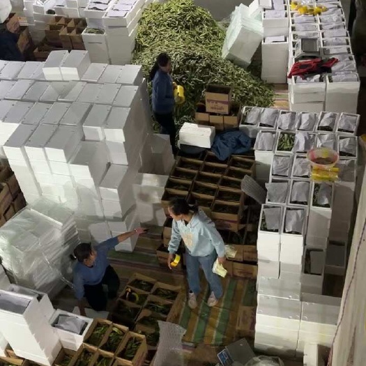 昆明云南一点红油豆角一件代发支持各大平台1斤2斤3斤5斤