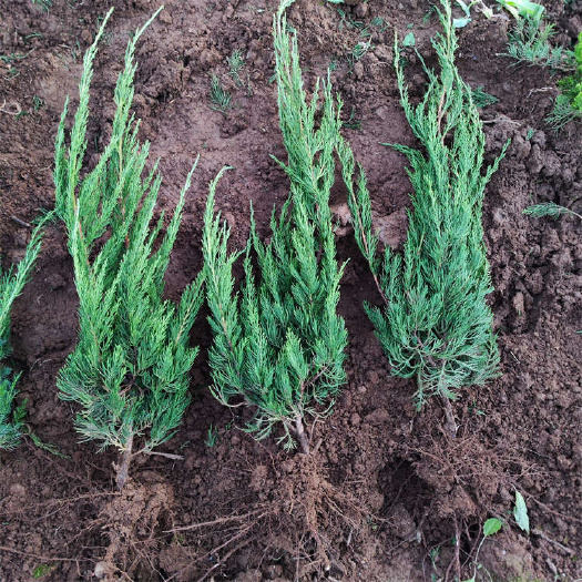 青州市小龙柏种植基地 园林绿化长青苗批发