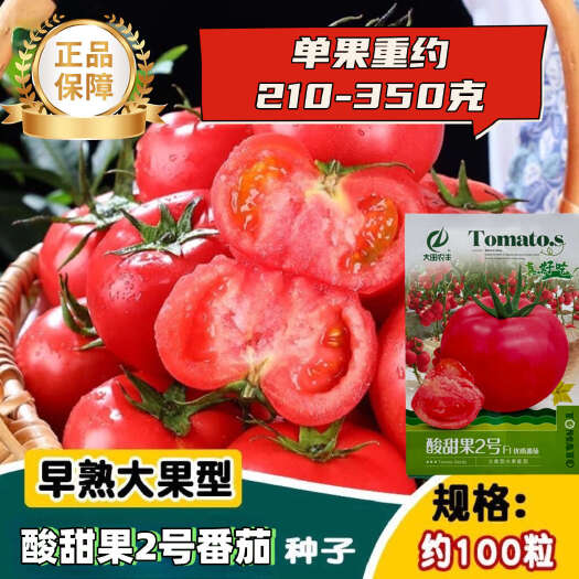 长沙西红柿种子大果型水果番茄早熟大果型酸甜果2号番茄种子