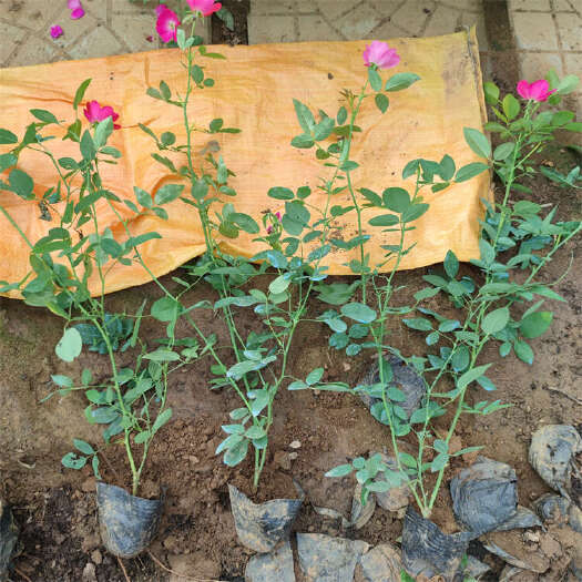 丰花月季批发 月季种植基地园林 绿化月季苗价格