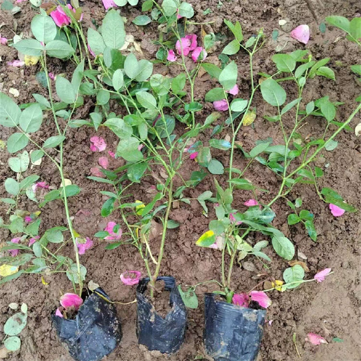 丰花月季批发 月季种植基地园林 绿化月季苗价格