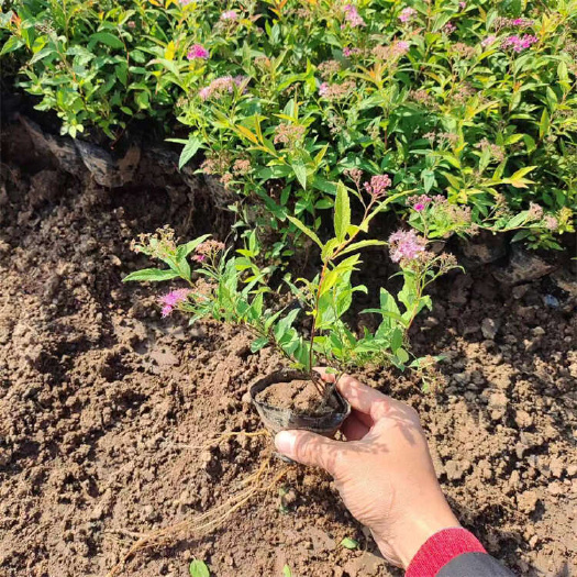 粉花绣线菊批发 绣线菊种植基地