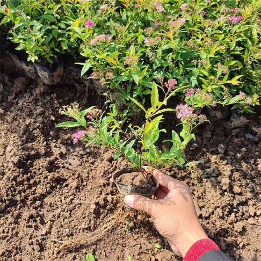 青州市粉花绣线菊批发 绣线菊种植基地