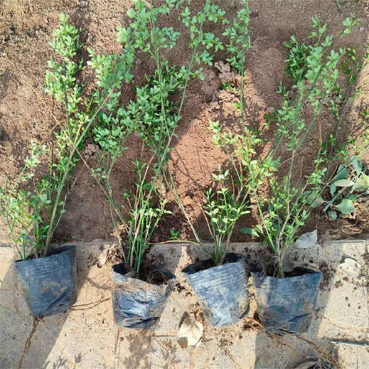 青州市迎春种植基地 梅花批发 迎春花