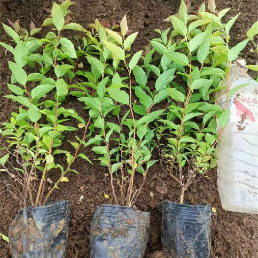青州市金焰绣线菊种植基地 园林绿化苗批发