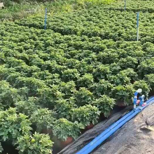 广州菊花盆栽带花苞九月菊大花四季开花植物花卉可食用菊花苗四季室外