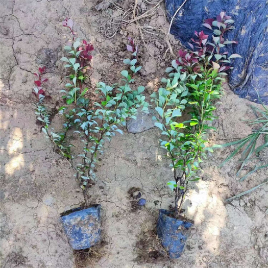 红叶小檗 彩叶种植基地 紫叶小檗批发