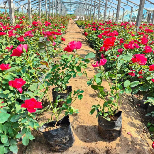 青州市地被月季 园林绿化爬藤月季花苗