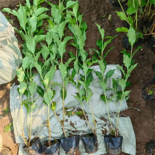 青州市红王子锦带杯苗 绿篱小苗种植基地 锦带花批发