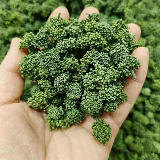 昆明三七花云南三七花批发