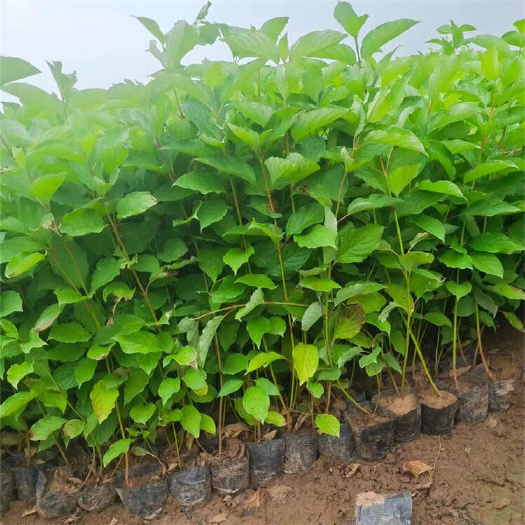 红瑞木种植基地 园林护坡绿化小苗 红瑞木价格