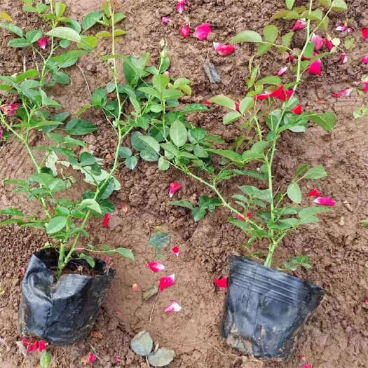 地被月季 园林绿化爬藤月季花苗