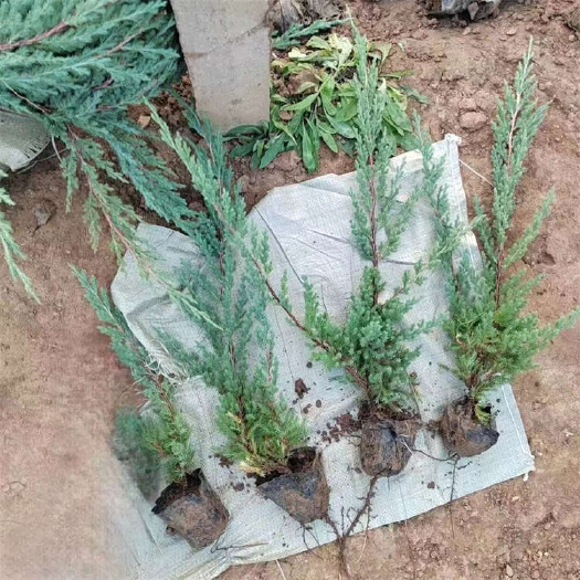 铺地柏种植基地 爬地柏批发 园林绿化苗