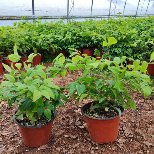 火焰南天竹批发 青州火焰南天竹 红叶南天竹杯苗