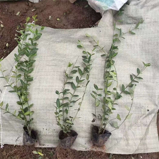 青州市小叶扶芳藤批发 林下耐阴爬藤苗种植基地扶芳藤价格
