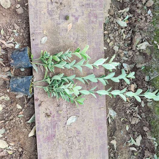 青州市金边黄杨 花卉色块苗种植基地