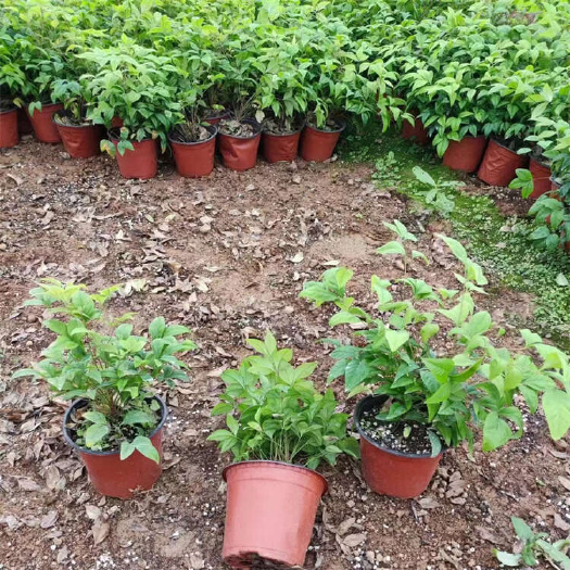 青州市火焰南天竹批发 青州火焰南天竹 红叶南天竹杯苗