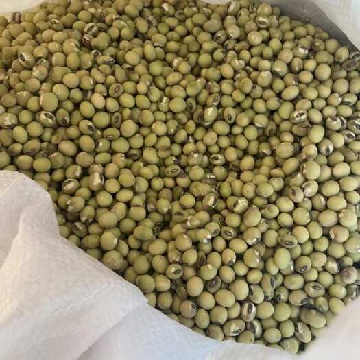 寻乌县老品种青黄豆，自家种的
